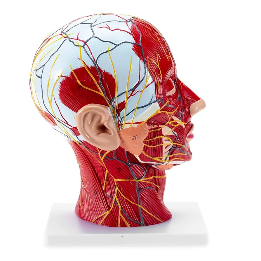人体解剖学 脳神経解剖学 71p6WBkV7WL.jpg